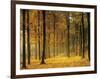 Buchenwald, Morgenstimmung, Herbst, Wald, Herbstwald, Bv¤Ume, Laubwald-Thonig-Framed Photographic Print