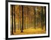 Buchenwald, Morgenstimmung, Herbst, Wald, Herbstwald, Bv¤Ume, Laubwald-Thonig-Framed Photographic Print