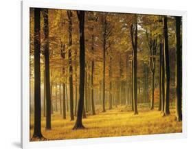 Buchenwald, Morgenstimmung, Herbst, Wald, Herbstwald, Bv¤Ume, Laubwald-Thonig-Framed Photographic Print