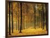 Buchenwald, Morgenstimmung, Herbst, Wald, Herbstwald, Bv¤Ume, Laubwald-Thonig-Framed Photographic Print