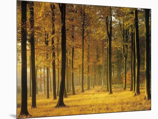 Buchenwald, Morgenstimmung, Herbst, Wald, Herbstwald, Bv¤Ume, Laubwald-Thonig-Mounted Photographic Print