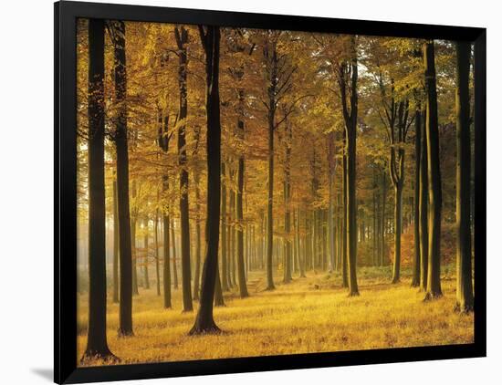 Buchenwald, Morgenstimmung, Herbst, Wald, Herbstwald, Bv¤Ume, Laubwald-Thonig-Framed Photographic Print