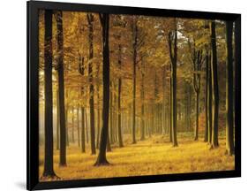 Buchenwald, Morgenstimmung, Herbst, Wald, Herbstwald, Bv¤Ume, Laubwald-Thonig-Framed Photographic Print