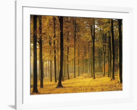 Buchenwald, Morgenstimmung, Herbst, Wald, Herbstwald, Bv¤Ume, Laubwald-Thonig-Framed Photographic Print