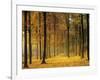 Buchenwald, Morgenstimmung, Herbst, Wald, Herbstwald, Bv¤Ume, Laubwald-Thonig-Framed Photographic Print