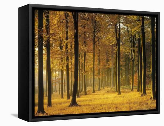 Buchenwald, Morgenstimmung, Herbst, Wald, Herbstwald, Bv¤Ume, Laubwald-Thonig-Framed Stretched Canvas