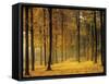 Buchenwald, Morgenstimmung, Herbst, Wald, Herbstwald, Bv¤Ume, Laubwald-Thonig-Framed Stretched Canvas