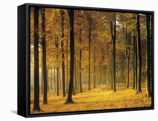 Buchenwald, Morgenstimmung, Herbst, Wald, Herbstwald, Bv¤Ume, Laubwald-Thonig-Framed Stretched Canvas