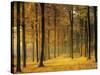 Buchenwald, Morgenstimmung, Herbst, Wald, Herbstwald, Bv¤Ume, Laubwald-Thonig-Stretched Canvas