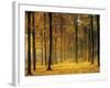 Buchenwald, Morgenstimmung, Herbst, Wald, Herbstwald, Bv¤Ume, Laubwald-Thonig-Framed Photographic Print