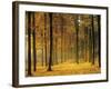 Buchenwald, Morgenstimmung, Herbst, Wald, Herbstwald, Bv¤Ume, Laubwald-Thonig-Framed Photographic Print