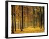 Buchenwald, Morgenstimmung, Herbst, Wald, Herbstwald, Bv¤Ume, Laubwald-Thonig-Framed Photographic Print