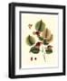 Buchoz Leaves II-Vision Studio-Framed Art Print