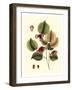 Buchoz Leaves II-Vision Studio-Framed Art Print