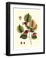 Buchoz Leaves II-Vision Studio-Framed Art Print