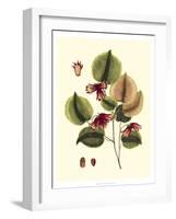 Buchoz Leaves II-Vision Studio-Framed Art Print