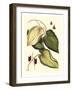 Buchoz Leaves III-Vision Studio-Framed Art Print