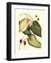 Buchoz Leaves III-Vision Studio-Framed Art Print