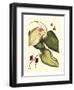 Buchoz Leaves III-Vision Studio-Framed Art Print