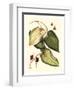 Buchoz Leaves III-Vision Studio-Framed Art Print