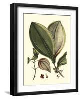 Buchoz Leaves V-Vision Studio-Framed Art Print