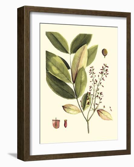 Buchoz Leaves VI-Vision Studio-Framed Art Print