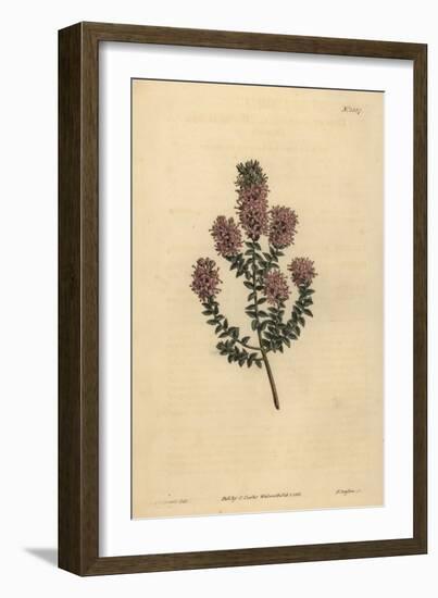 Buchu, Agathosma Pulchella (Blunt-Leaved Diosma, Diosma Pulchella)-Sydenham Teast Edwards-Framed Giclee Print