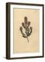 Buchu, Agathosma Pulchella (Blunt-Leaved Diosma, Diosma Pulchella)-Sydenham Teast Edwards-Framed Giclee Print