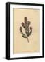 Buchu, Agathosma Pulchella (Blunt-Leaved Diosma, Diosma Pulchella)-Sydenham Teast Edwards-Framed Giclee Print