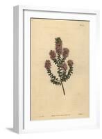 Buchu, Agathosma Pulchella (Blunt-Leaved Diosma, Diosma Pulchella)-Sydenham Teast Edwards-Framed Giclee Print