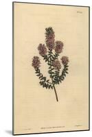 Buchu, Agathosma Pulchella (Blunt-Leaved Diosma, Diosma Pulchella)-Sydenham Teast Edwards-Mounted Giclee Print