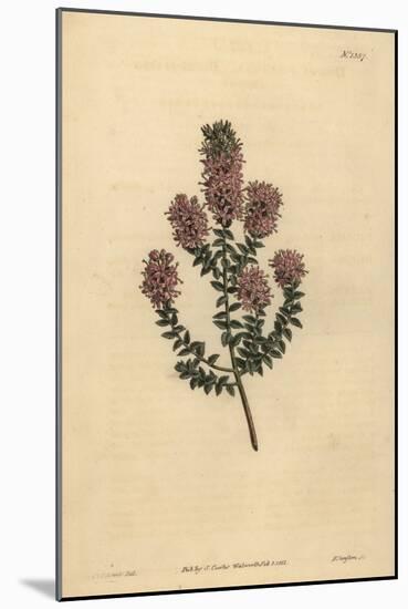 Buchu, Agathosma Pulchella (Blunt-Leaved Diosma, Diosma Pulchella)-Sydenham Teast Edwards-Mounted Giclee Print