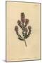 Buchu, Agathosma Pulchella (Blunt-Leaved Diosma, Diosma Pulchella)-Sydenham Teast Edwards-Mounted Giclee Print