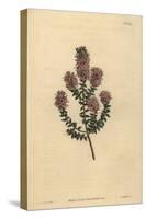 Buchu, Agathosma Pulchella (Blunt-Leaved Diosma, Diosma Pulchella)-Sydenham Teast Edwards-Stretched Canvas