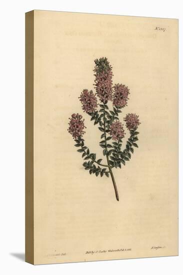 Buchu, Agathosma Pulchella (Blunt-Leaved Diosma, Diosma Pulchella)-Sydenham Teast Edwards-Stretched Canvas