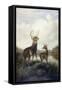 Buck and Doe, 1885 (Oil on Canvas)-Arthur Fitzwilliam Tait-Framed Stretched Canvas