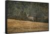 Buck at Pinson Mounds-Jai Johnson-Framed Stretched Canvas