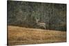 Buck at Pinson Mounds-Jai Johnson-Stretched Canvas