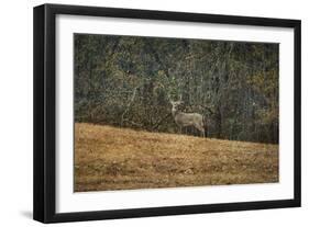 Buck at Pinson Mounds-Jai Johnson-Framed Giclee Print
