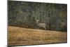 Buck at Pinson Mounds-Jai Johnson-Mounted Giclee Print