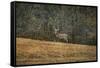 Buck at Pinson Mounds-Jai Johnson-Framed Stretched Canvas