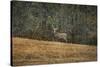 Buck at Pinson Mounds-Jai Johnson-Stretched Canvas