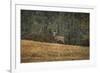 Buck at Pinson Mounds-Jai Johnson-Framed Giclee Print