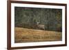 Buck at Pinson Mounds-Jai Johnson-Framed Giclee Print