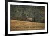 Buck at Pinson Mounds-Jai Johnson-Framed Giclee Print