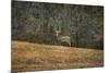 Buck at Pinson Mounds-Jai Johnson-Mounted Giclee Print