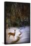 Buck at Snowy Creek-Jai Johnson-Framed Stretched Canvas