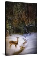 Buck at Snowy Creek-Jai Johnson-Stretched Canvas