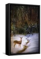 Buck at Snowy Creek-Jai Johnson-Framed Stretched Canvas