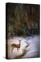 Buck at Snowy Creek-Jai Johnson-Stretched Canvas